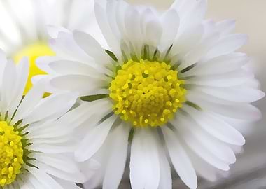 white daisies in spring