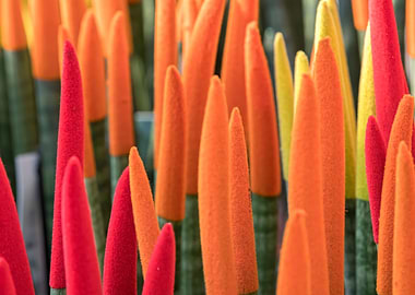 colorful sansevieria