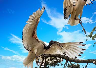 sacred ibis bird on tree