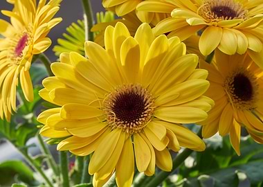 gerbera daisy in the vase