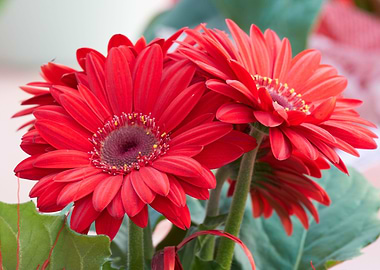 gerbera daisy in the vase