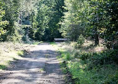 Wild forest empty roads
