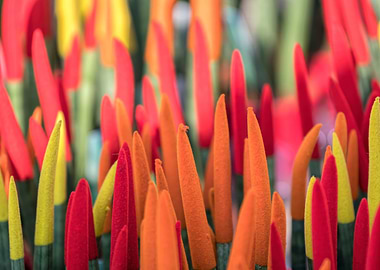 colorful sansevieria