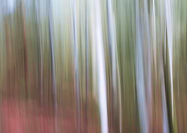 Panning Trees