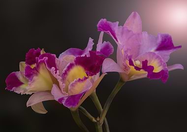 orchid on blue background
