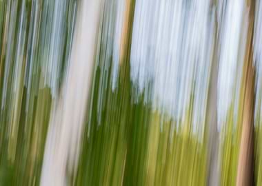 Panning Trees