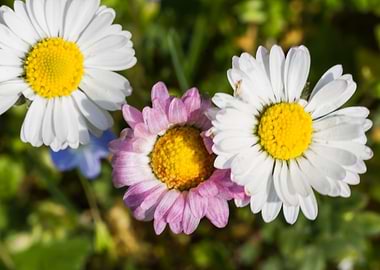 daisies in spring