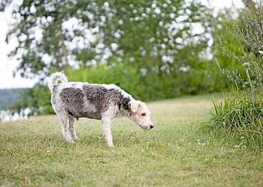 Brombachsee zeltwiese area