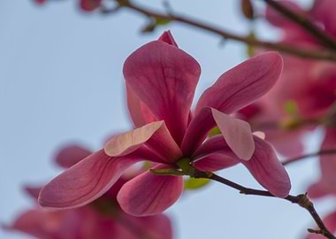 magnolia in spring