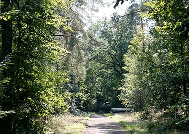 Wild forest empty roads
