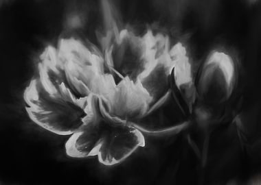 carnation in the garden