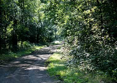 Wild forest empty roads