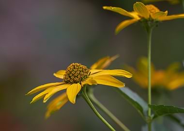yellow rudbeckia flower