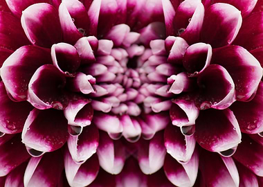 Magenta Dahlia