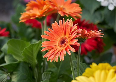 gerbera daisy in the vase