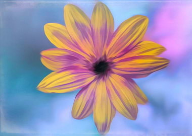 yellow rudbeckia flower