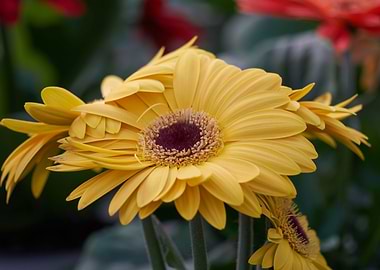 gerbera daisy in the vase