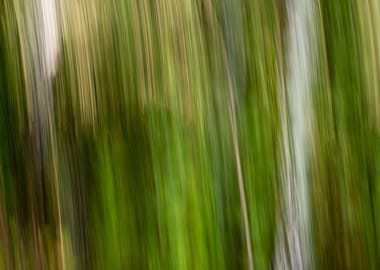 Panning Trees