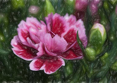 carnation in the garden