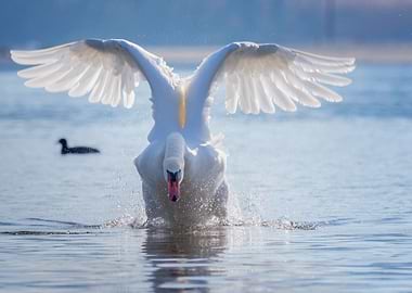 Swan Flight