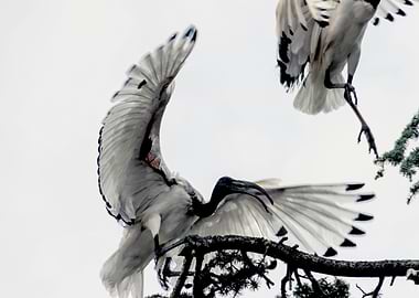 sacred ibis bird on tree