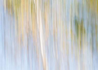Panning Trees