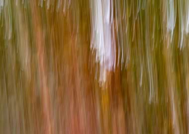 Panning Trees