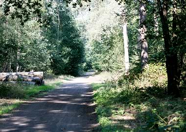 Wild forest empty roads