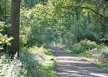 Wild forest empty roads