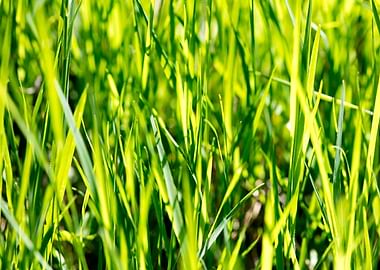 Grass leaves close up
