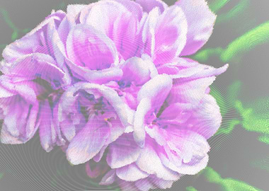 geranium in the garden