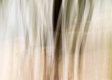 Panning Trees