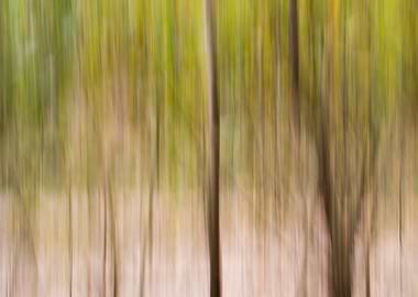 Panning Trees