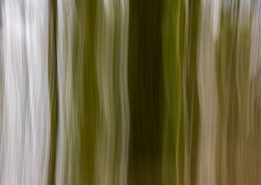 Panning Trees