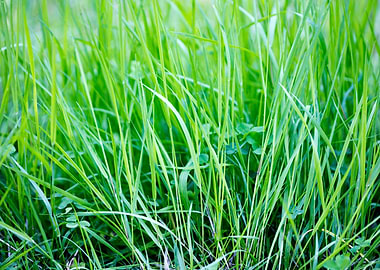 Grass leaves close up