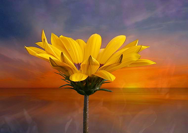 yellow rudbeckia flower