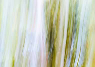 Panning Trees