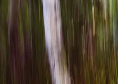 Panning Trees