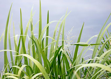 Brombachsee zeltwiese area