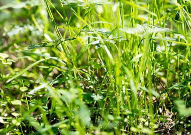 Grass leaves close up