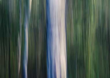 Panning Trees