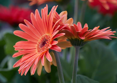 gerbera daisy in the vase