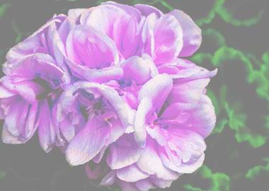 geranium in the garden