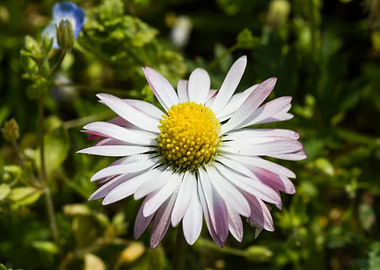 daisies in spring