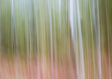 Panning Trees