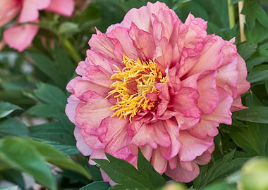 peony in the garden
