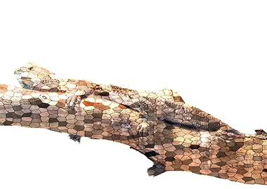 pogona vitticeps bearded