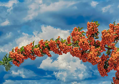 pyracanta plant in bloom