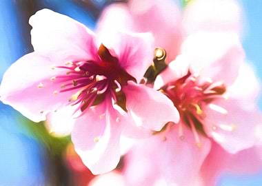peach blossom in spring