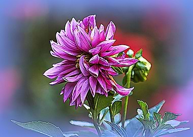 dahlia in the garden